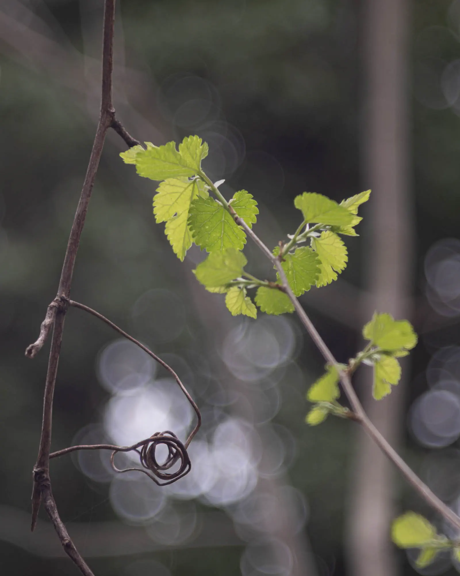 Leaves and bubbles