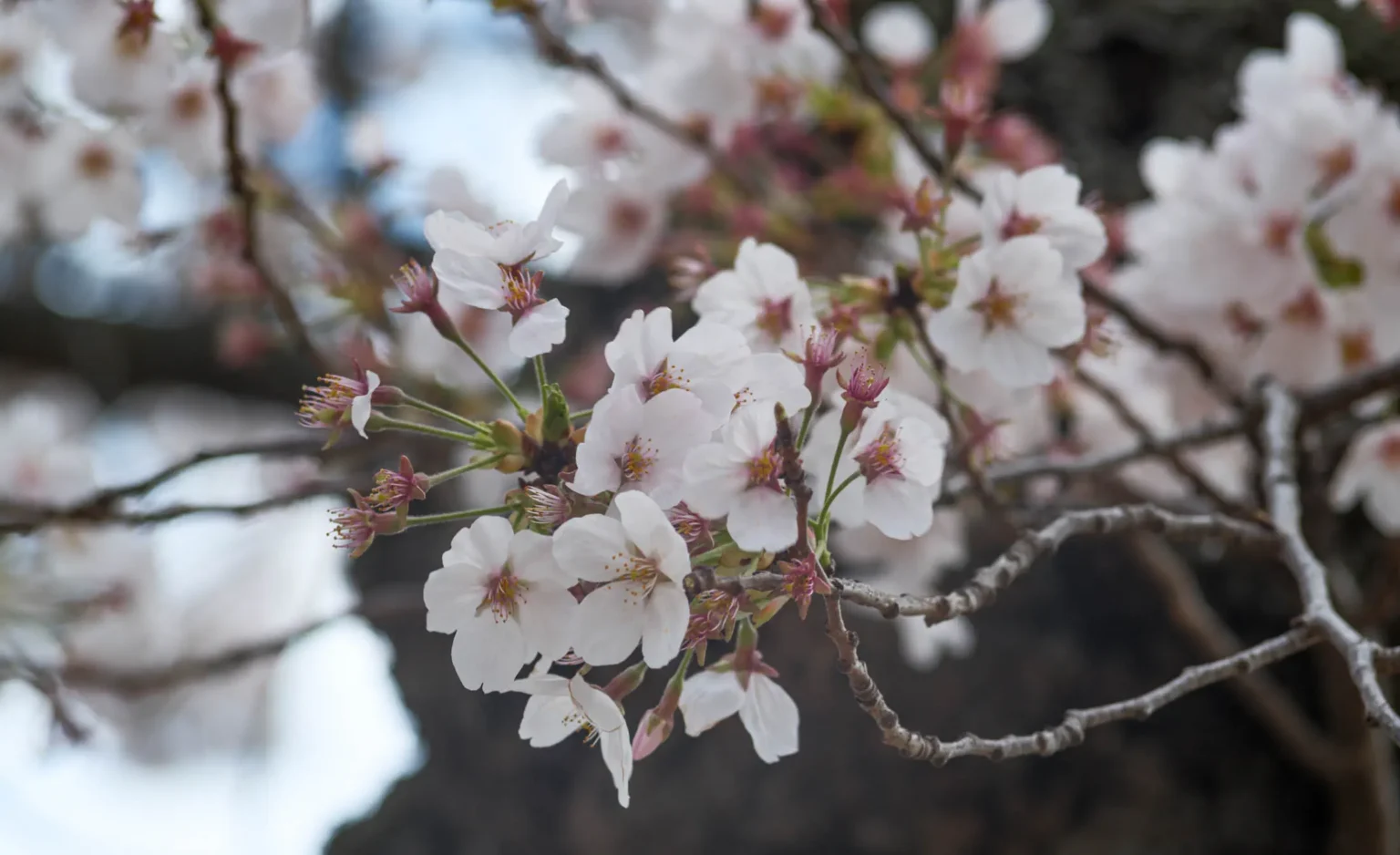 Beautiful Cherry Blossoms in Washington DC 2025