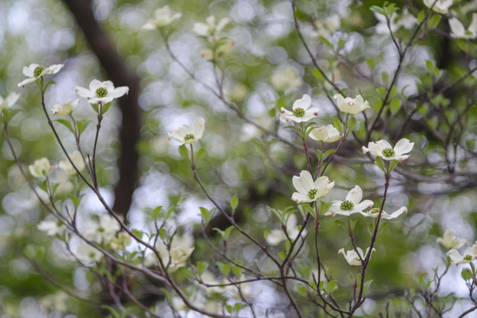 Spring impressions with the Voigtländer Talon 85/2.8