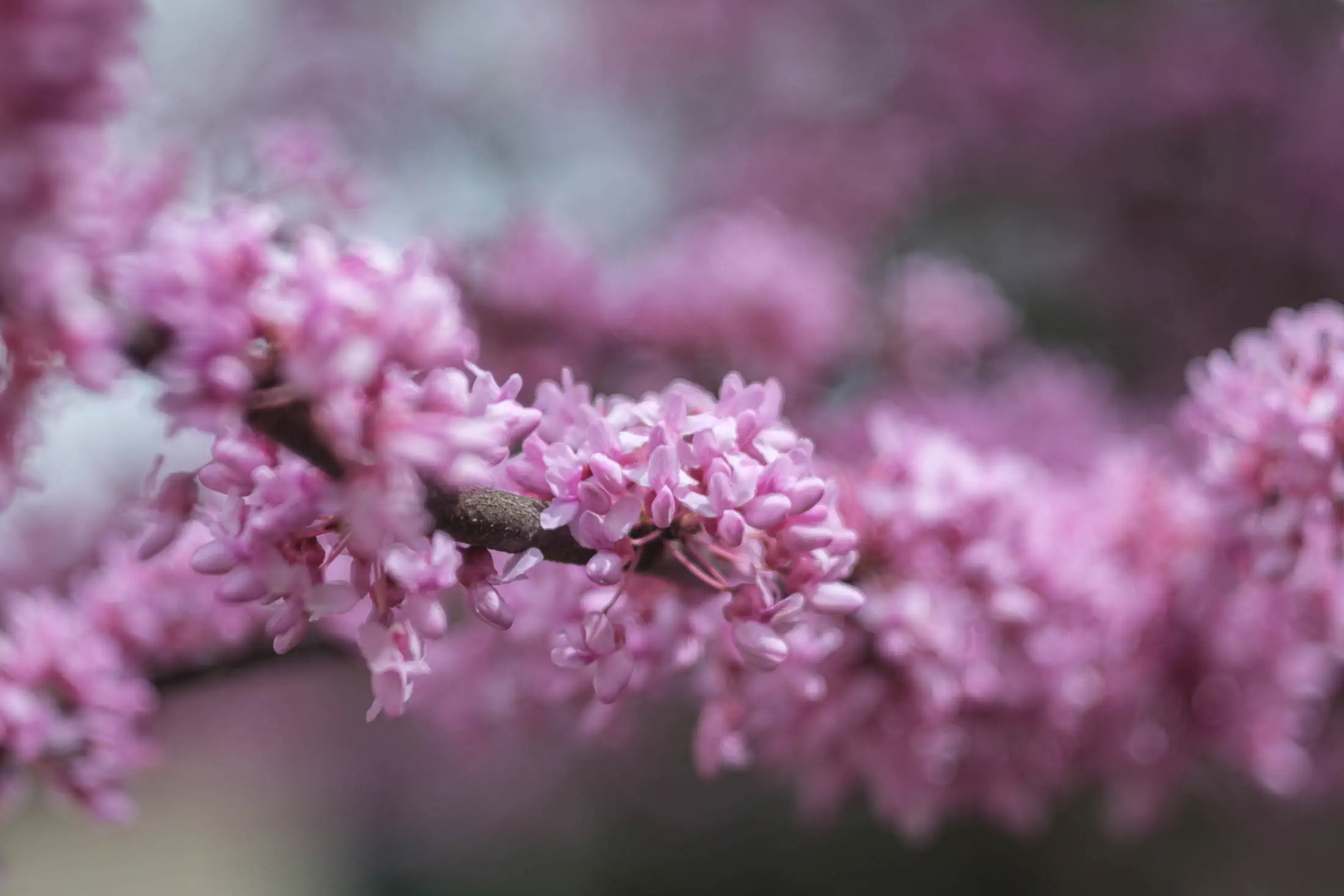 Redbud