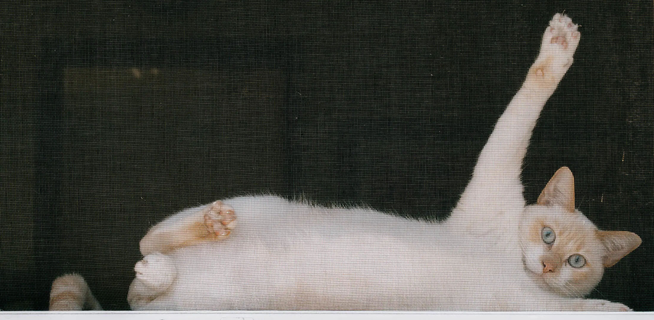 Cat in the window