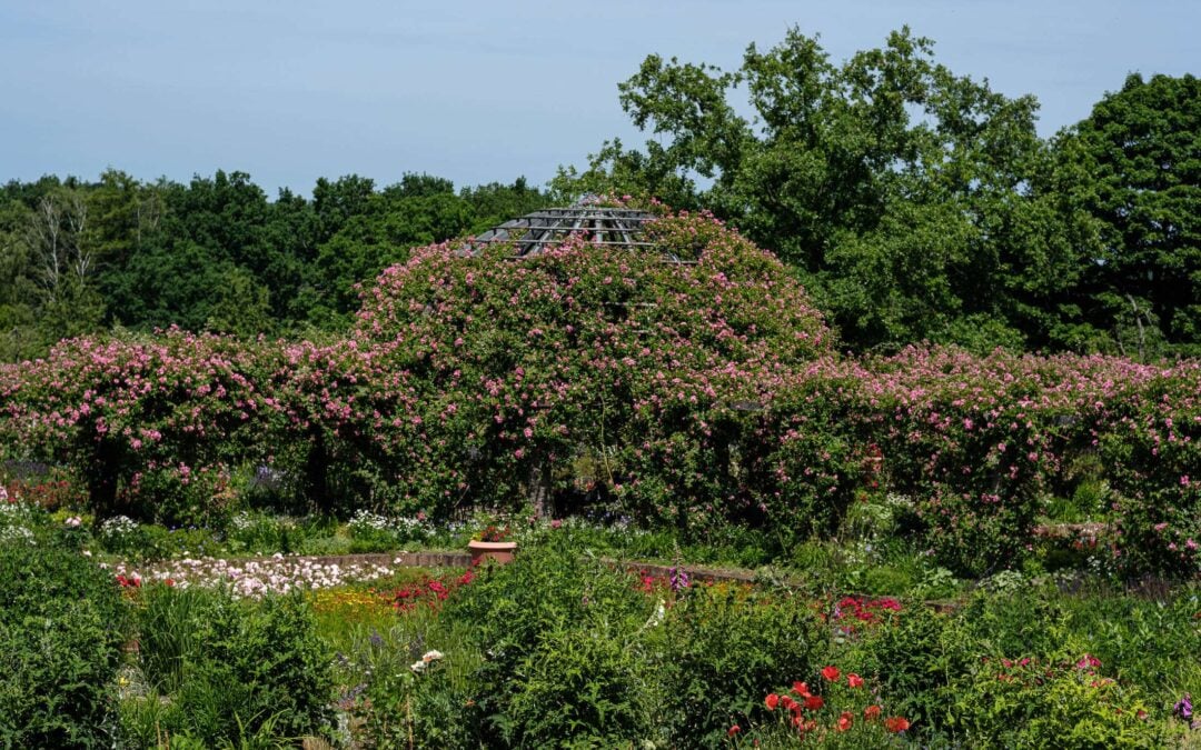 A visit to the rosenhöhe in darmstadt