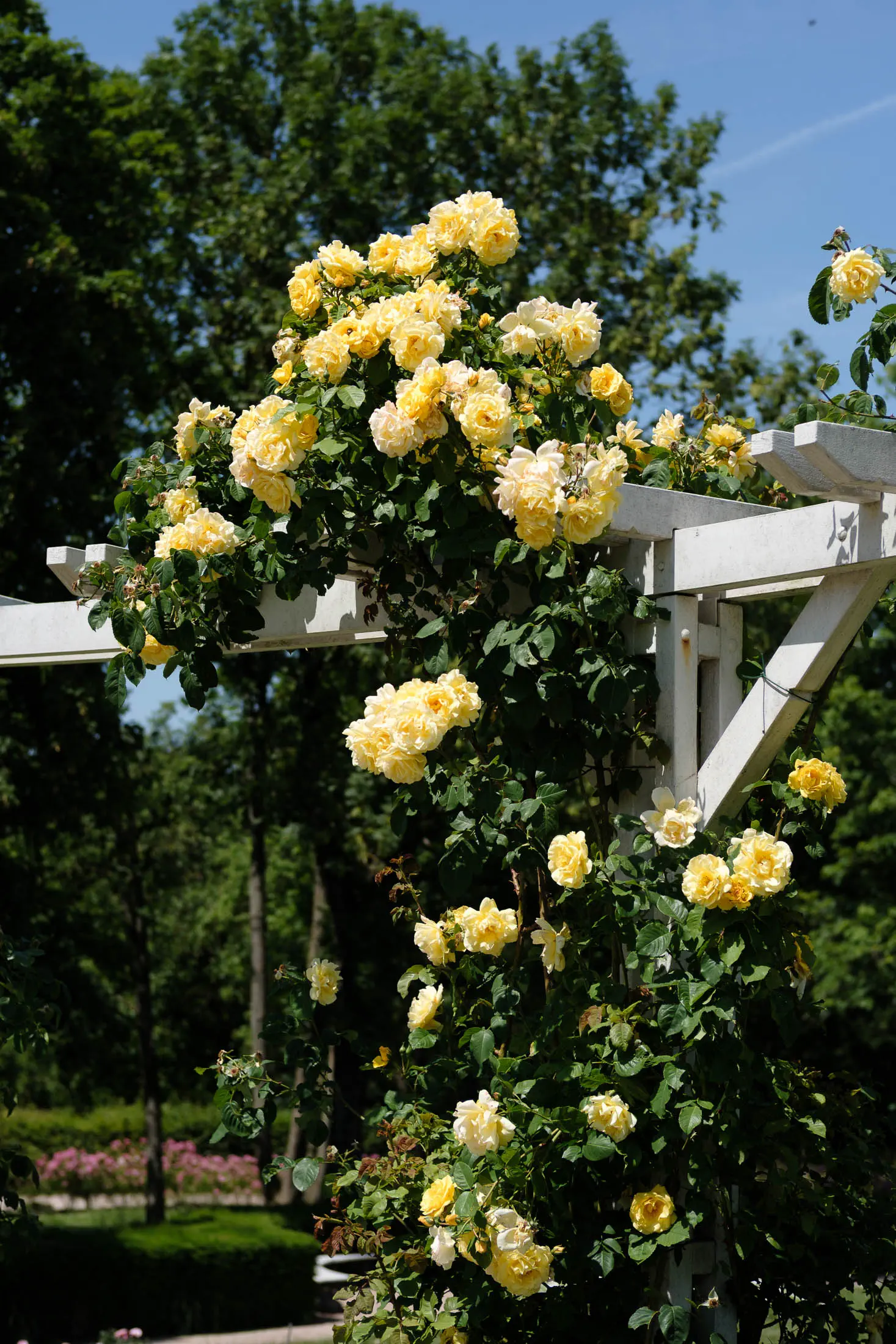 Roses growing on a pergola