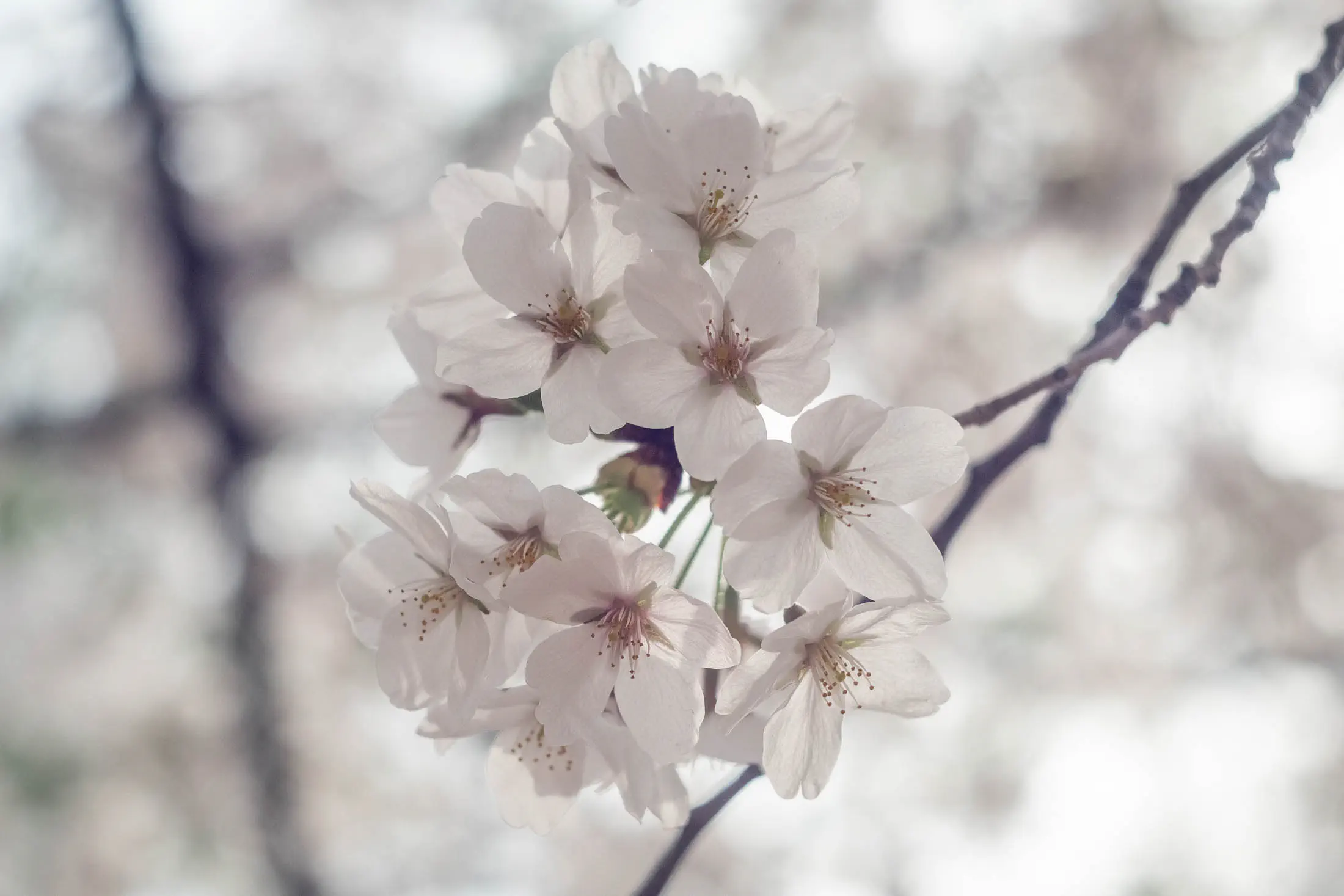 White cherry blossoms (helios 44 13 blades)