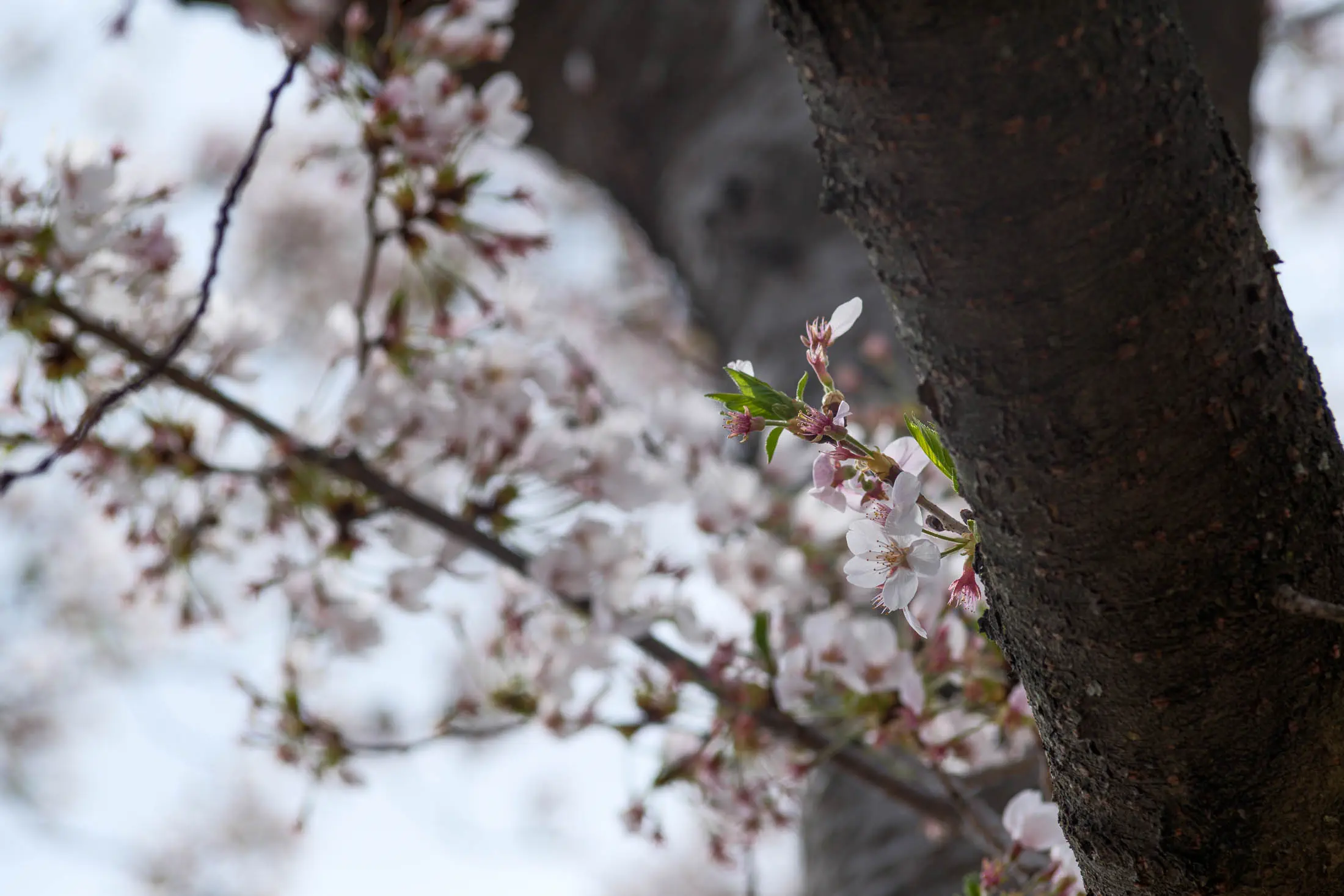 White cherry blossoms (jupiter 11)