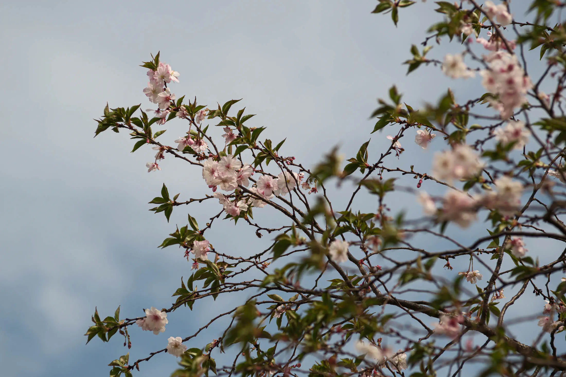 Pink cherry blossoms (jupiter 11)