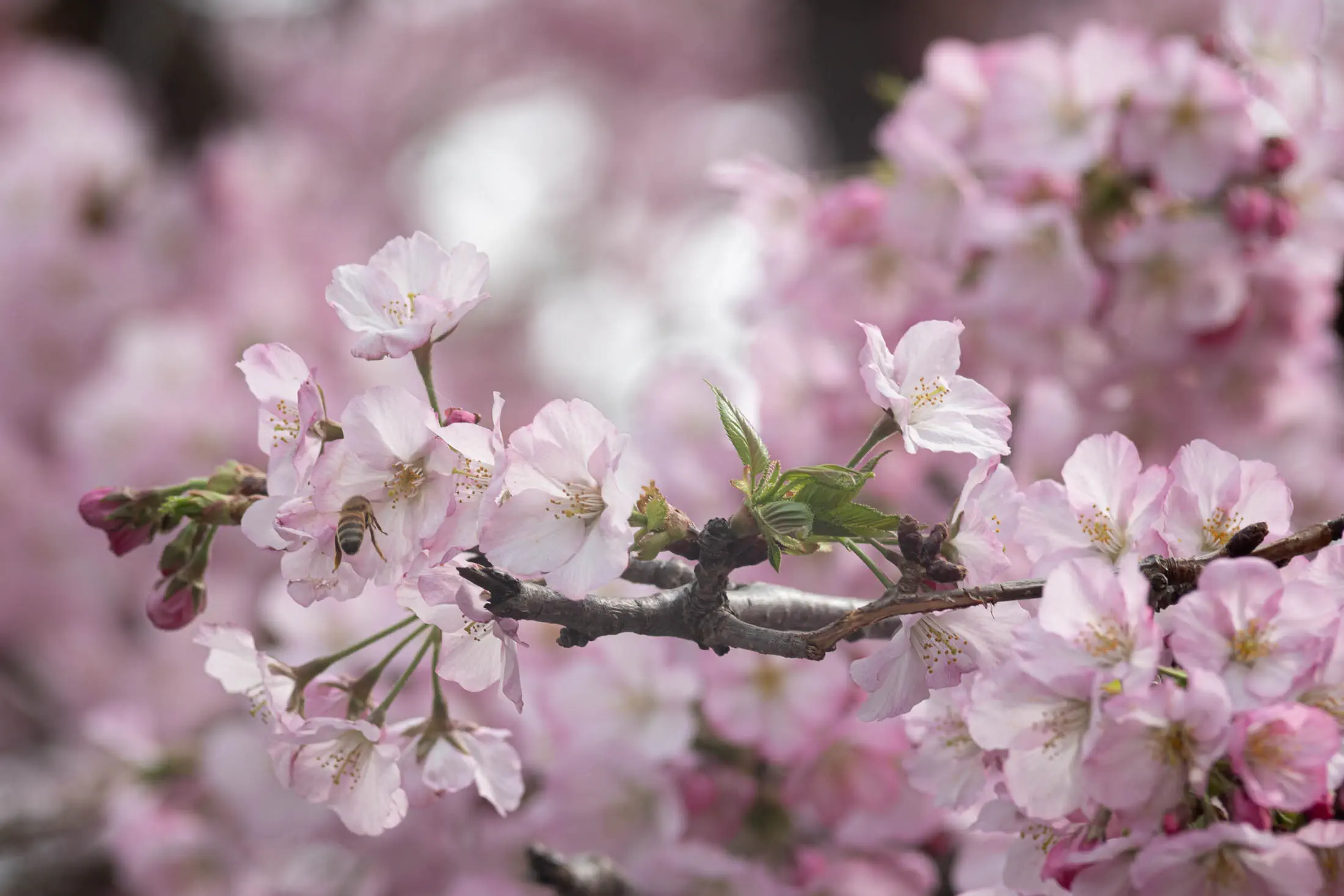 Pink cherry blossoms (jupiter 11)