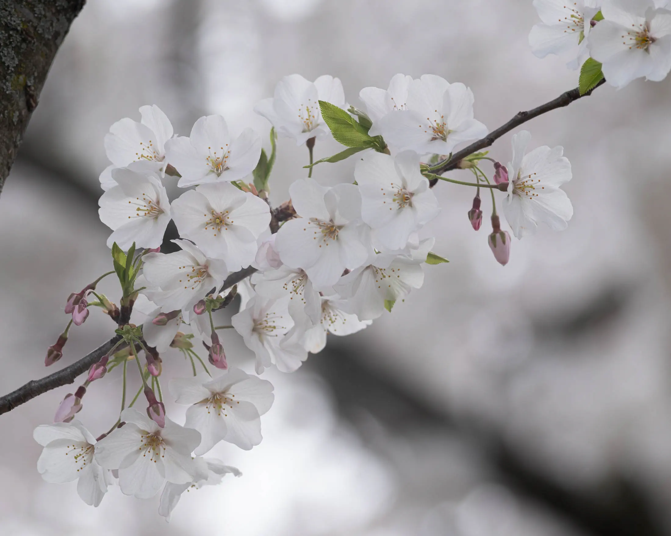 White cherry blossoms (helios 44 13 blades)