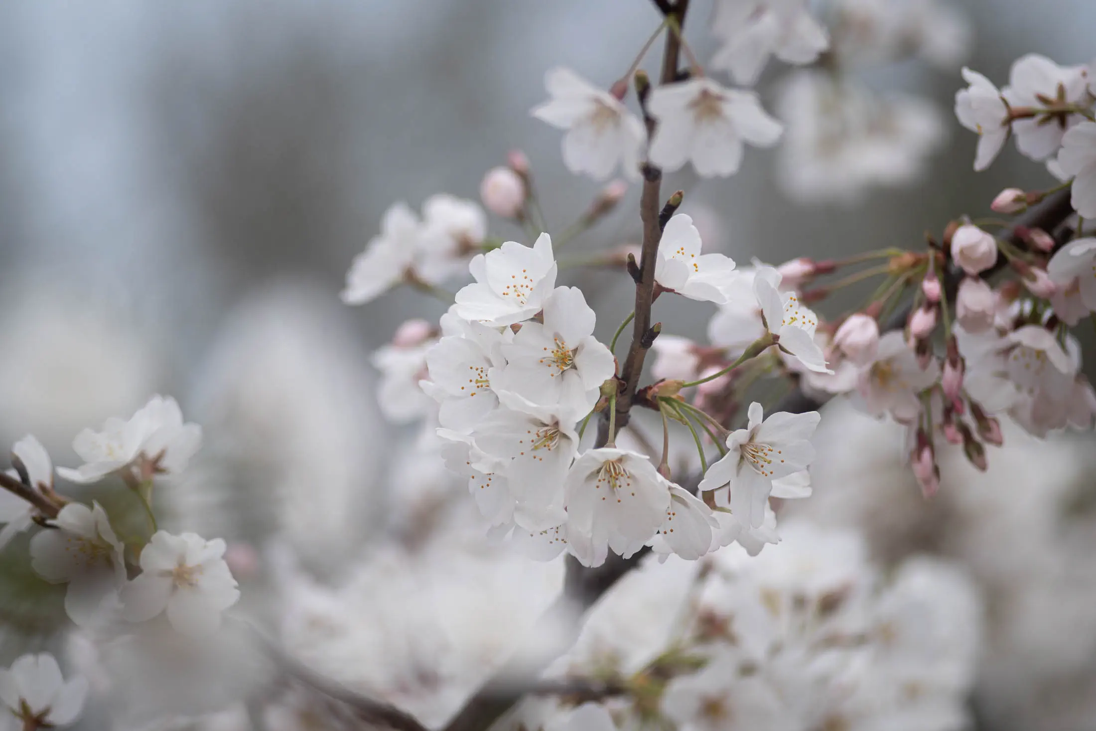 White cherry blossoms (jupiter 11)