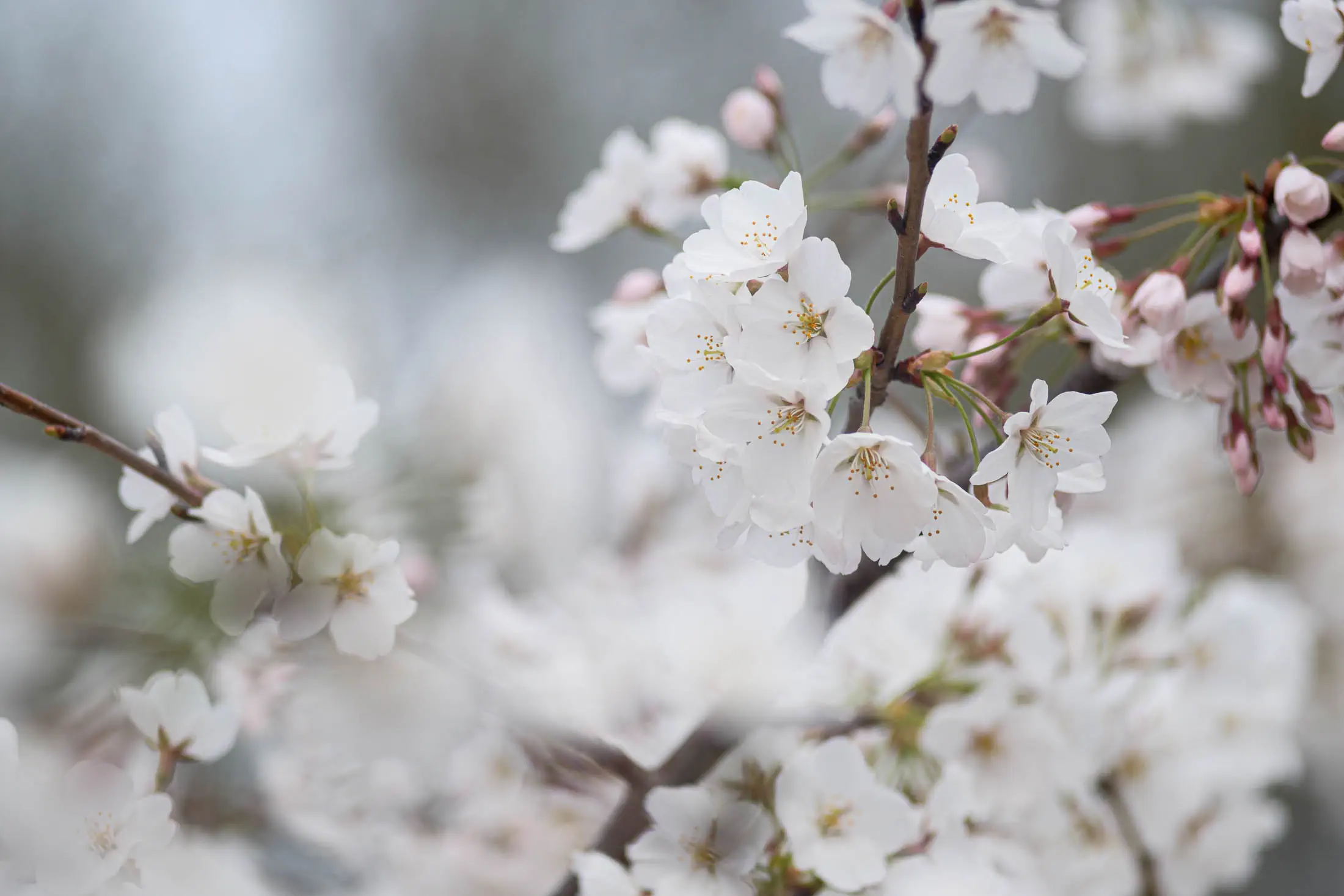 White cherry blossoms (jupiter 11)