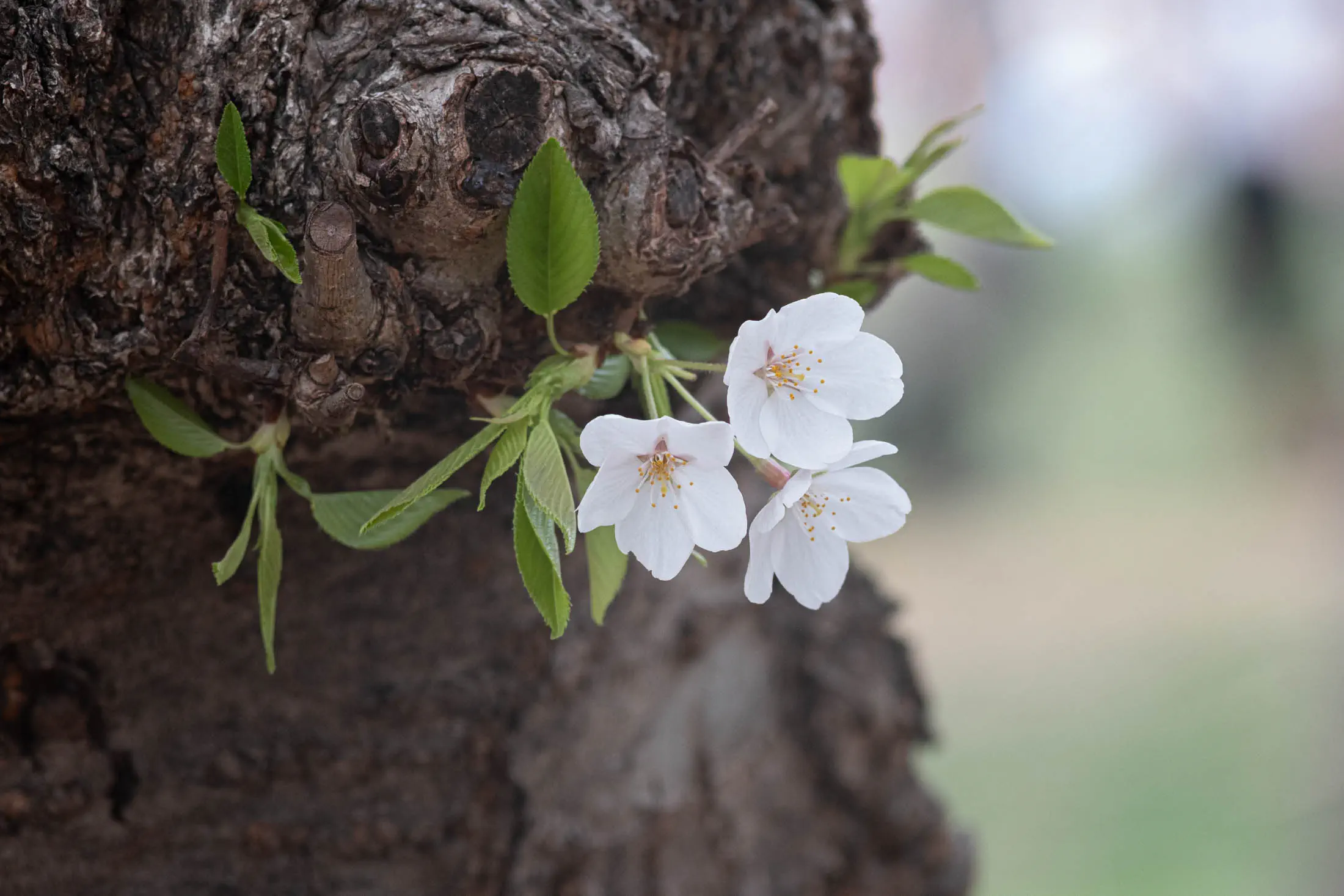 White cherry blossoms (jupiter 11)