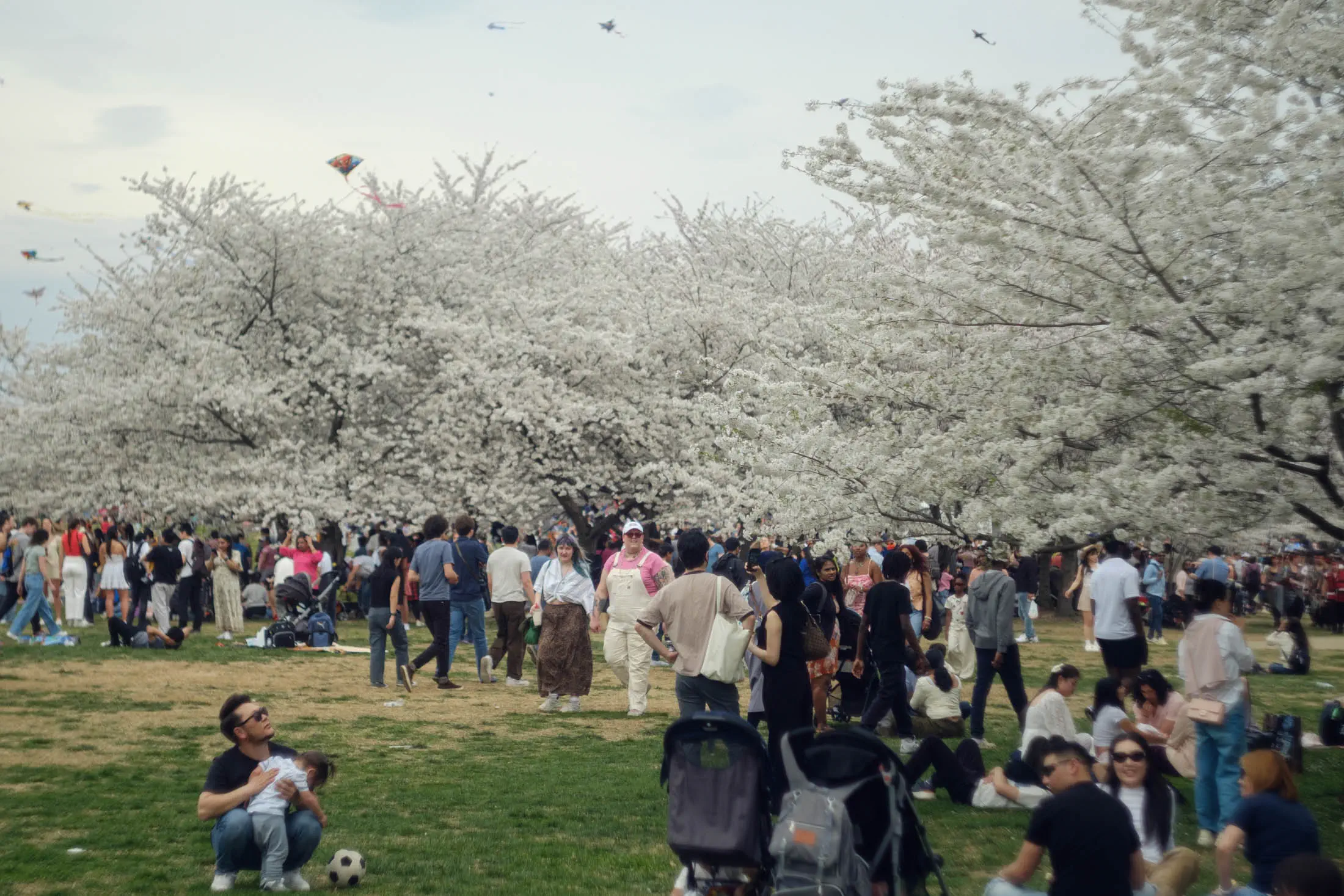 The crowd at the cherry blossoms (helios 44)