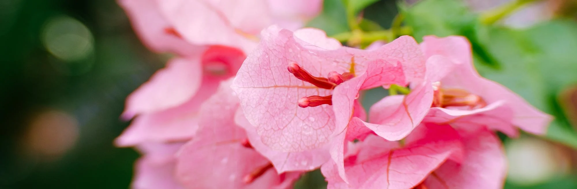Pink Pink blossoms