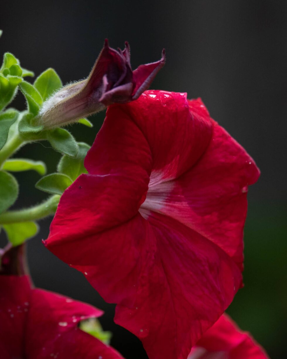 Week 27 - petunia