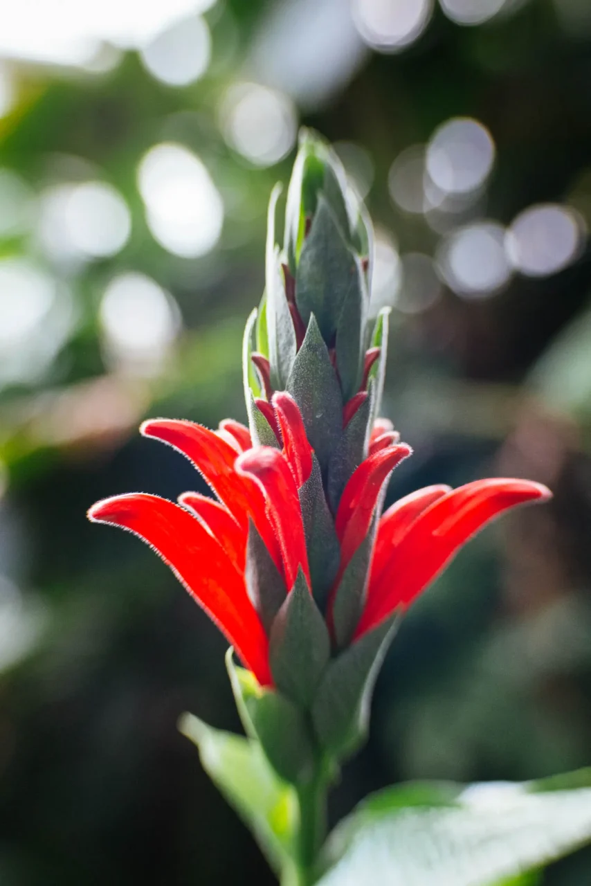 Red blossom
