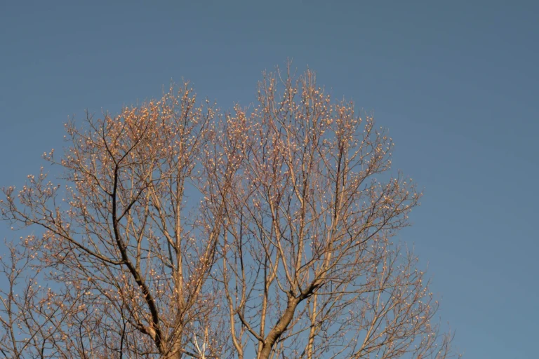 Test shot: tree in winter
