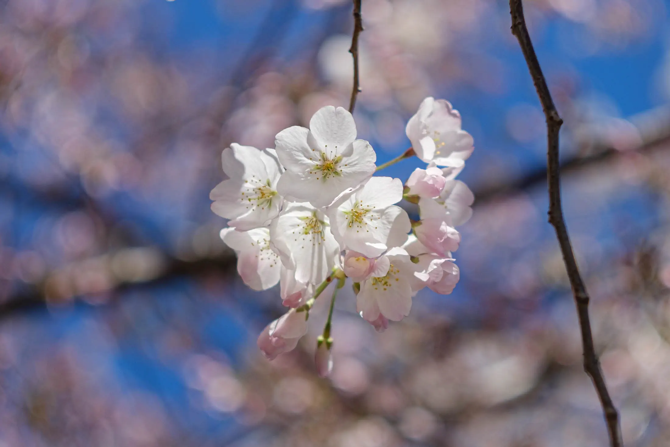 Cherry blossoms Cherry blossoms