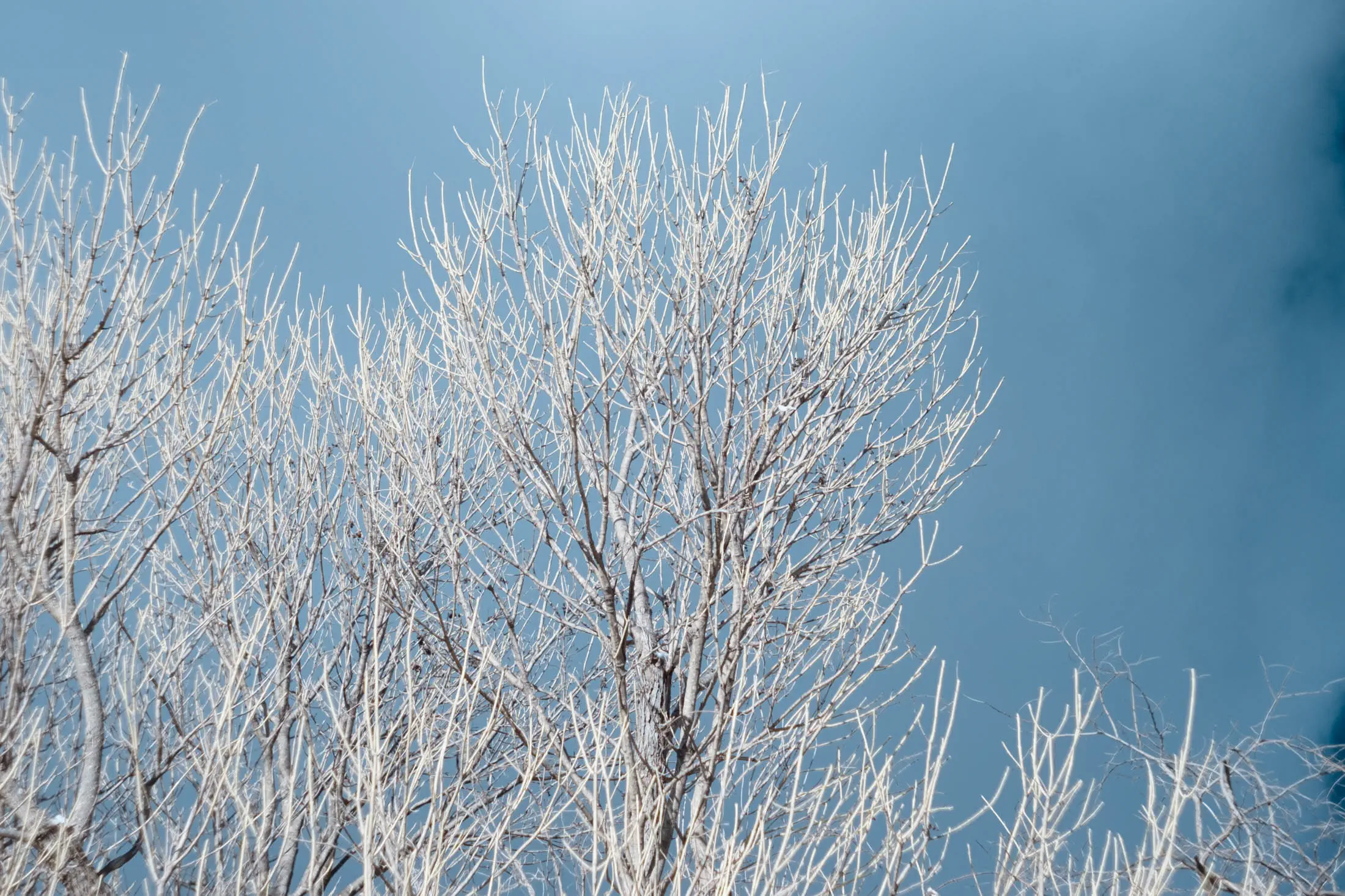 Helios 44-3 infrared, no hotspots Helios 44-3 infrared, no hotspots