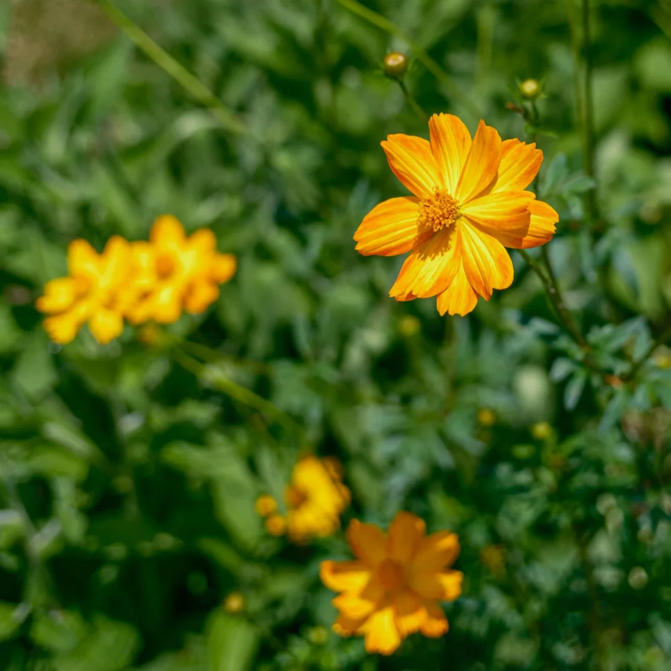 Week 26 - cosmos