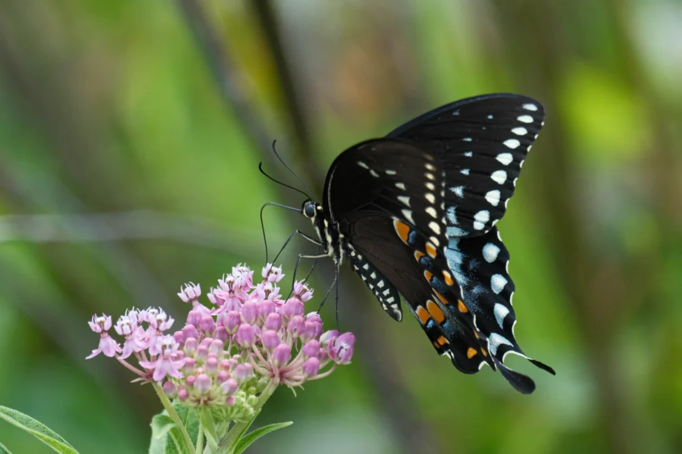 Week 30 - spicebush swallowtail