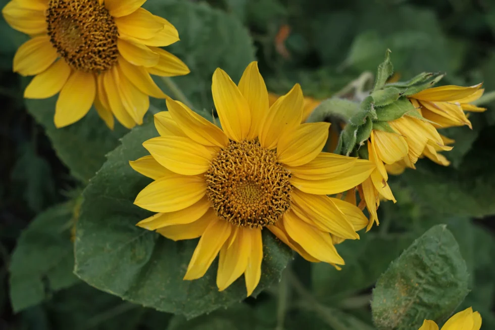 Week 32 - sunflowers