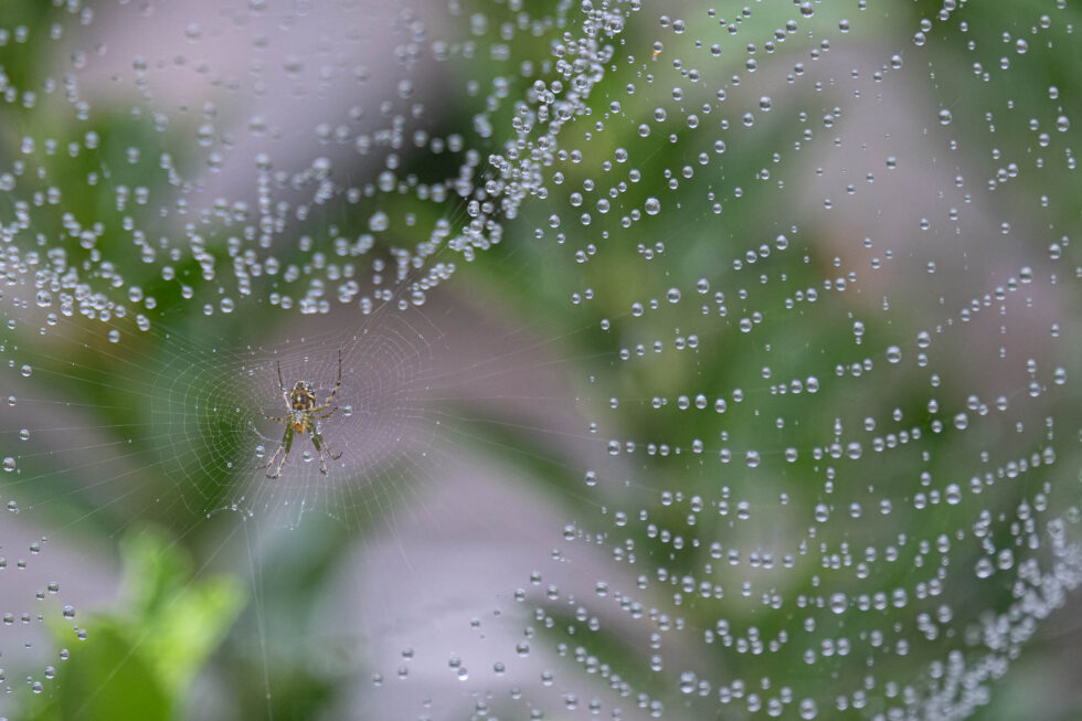 Week 34 - spider with water pearls