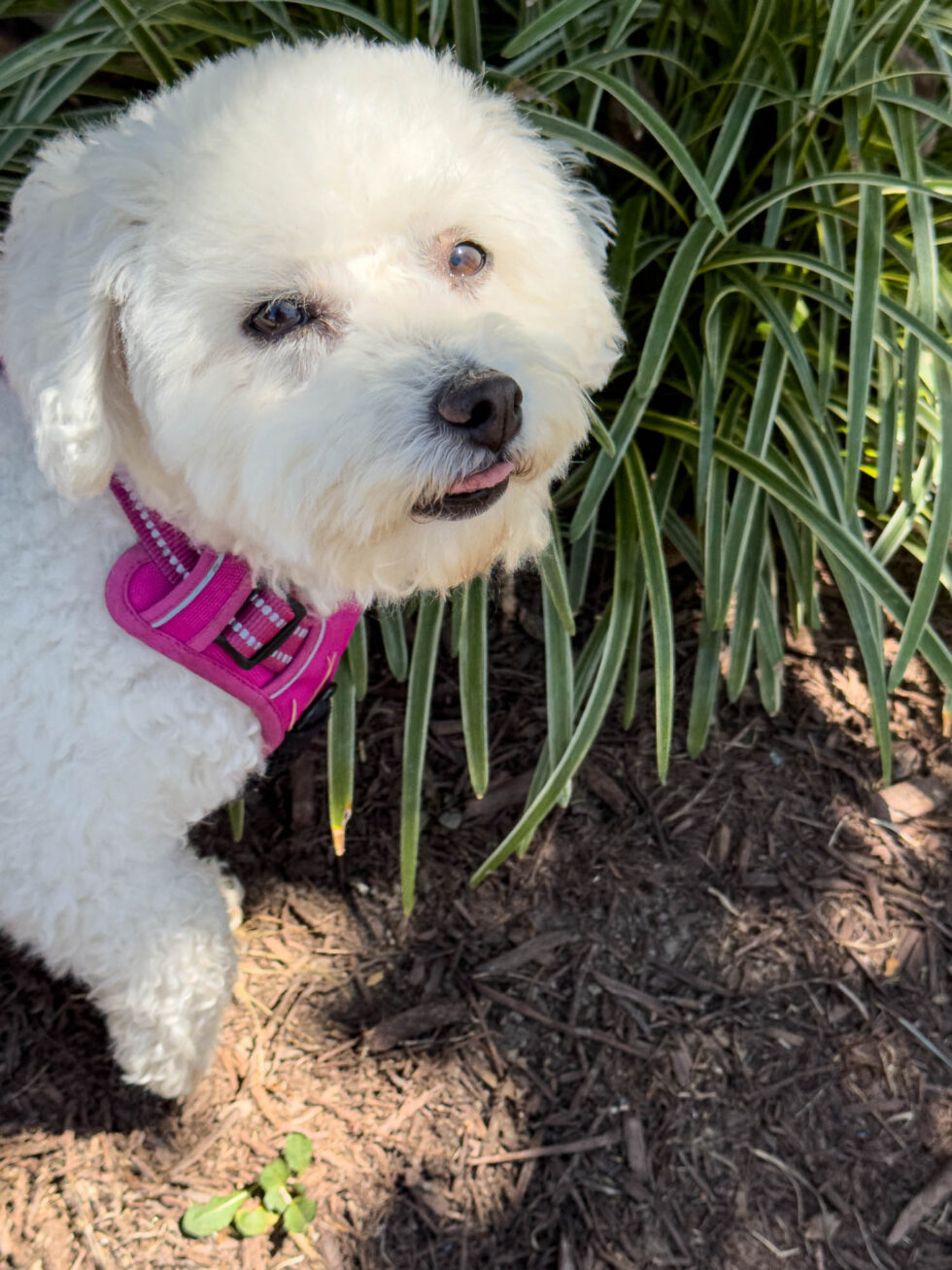 Week 35 - georgie