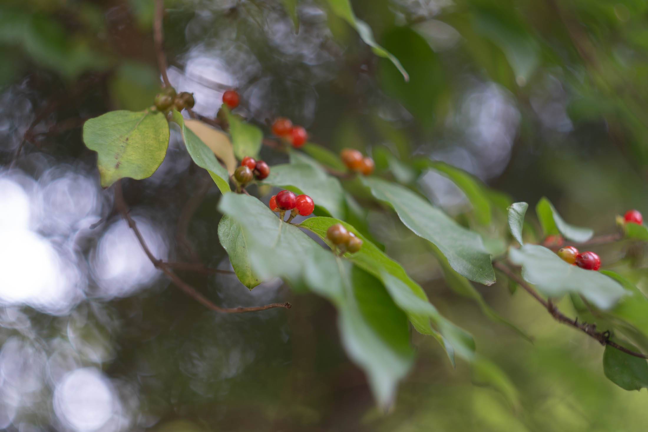 Honeysuckle berries