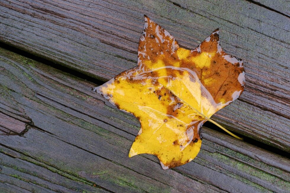 Week 36 - yellow leaf
