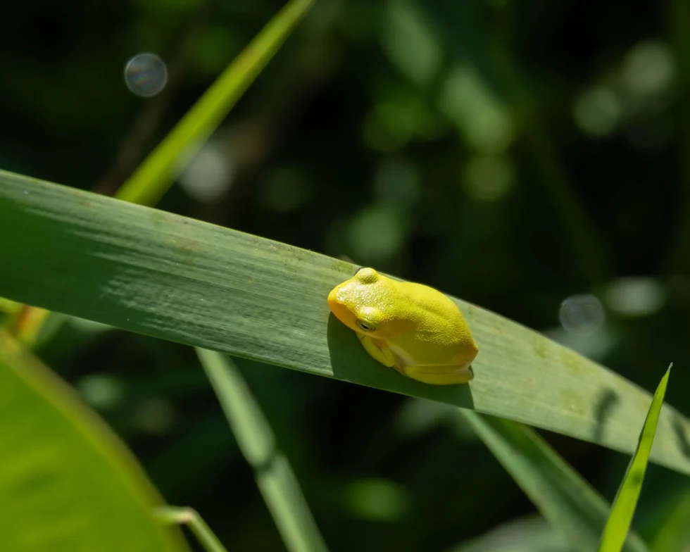 Week 37 - yellow tree frog