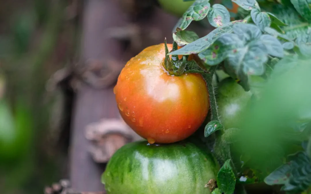 Week 41 – tomatoes on a vine